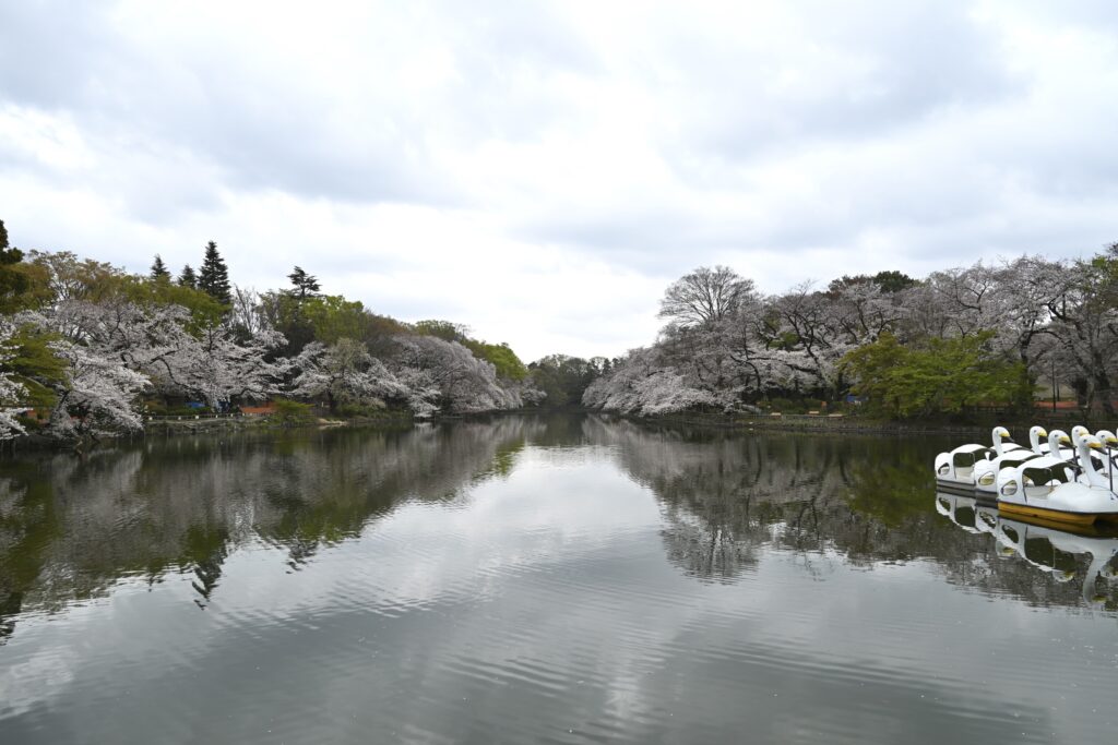 井の頭公園